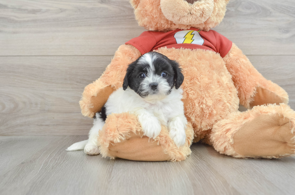 5 week old Shih Poo Puppy For Sale - Simply Southern Pups