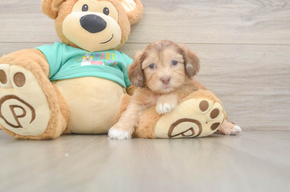 6 week old Shih Poo Puppy For Sale - Simply Southern Pups