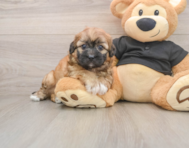 8 week old Shih Poo Puppy For Sale - Simply Southern Pups