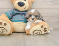 7 week old Shih Poo Puppy For Sale - Simply Southern Pups