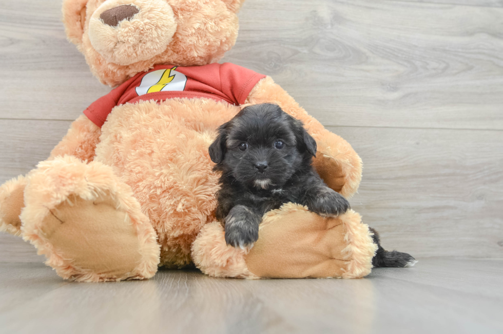 5 week old Shih Poo Puppy For Sale - Simply Southern Pups