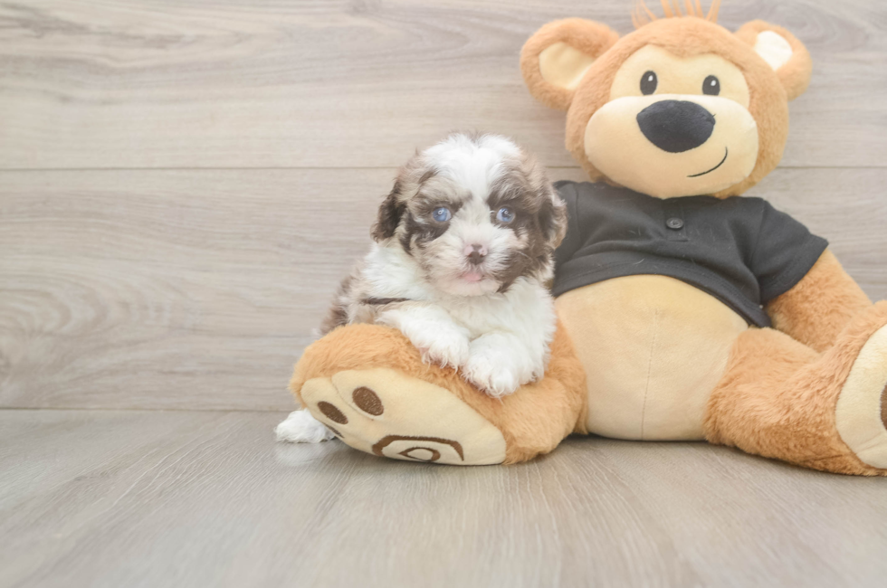 5 week old Shih Poo Puppy For Sale - Simply Southern Pups