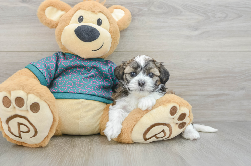 5 week old Shih Poo Puppy For Sale - Simply Southern Pups