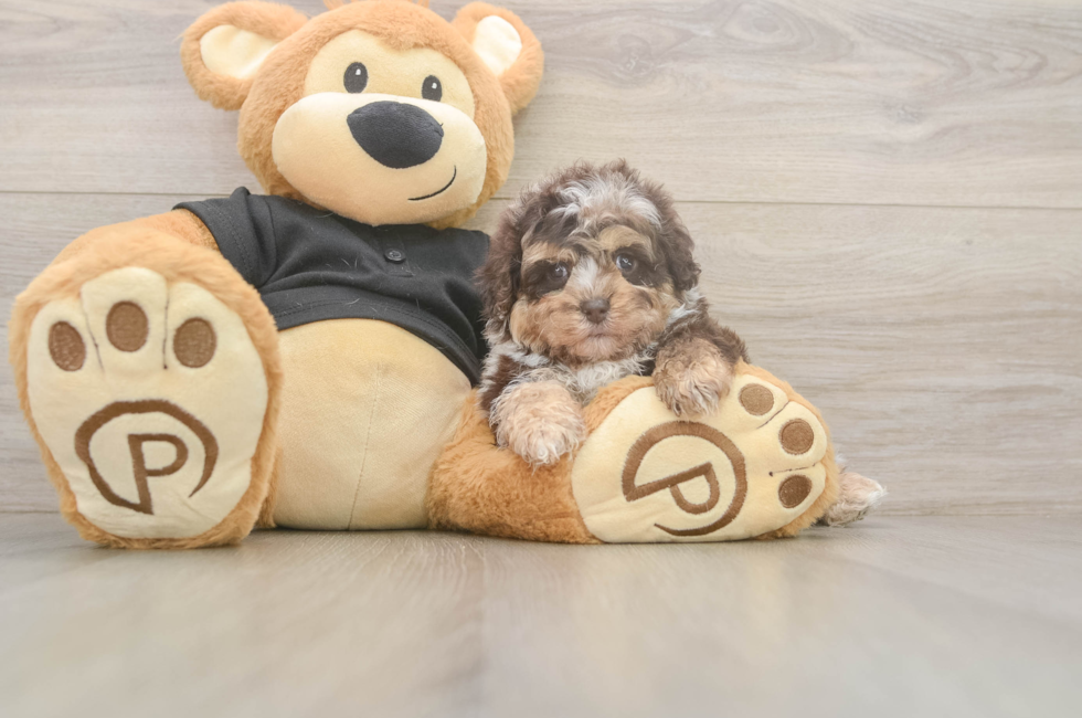 5 week old Shih Poo Puppy For Sale - Simply Southern Pups