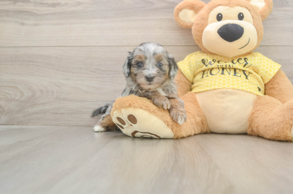 5 week old Shih Poo Puppy For Sale - Simply Southern Pups