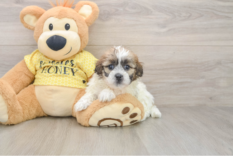Shih Poo Puppy for Adoption