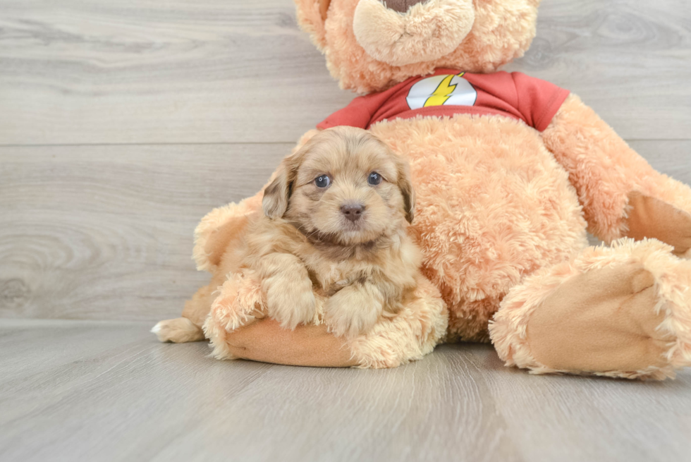 Happy Shih Poo Baby