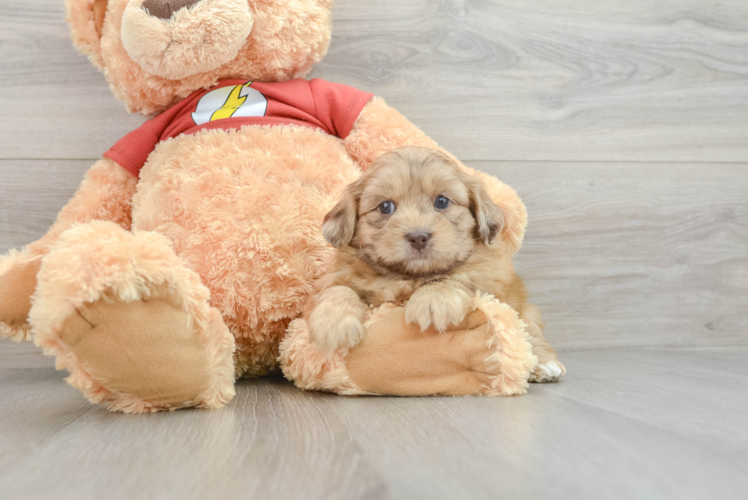 Petite Shih Poo Poodle Mix Pup