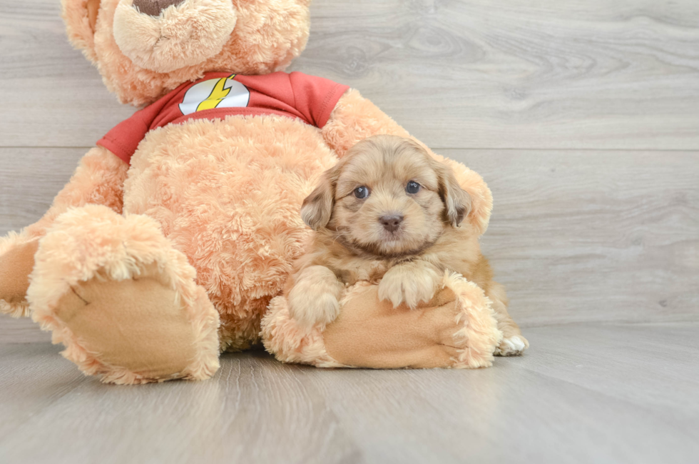 5 week old Shih Poo Puppy For Sale - Simply Southern Pups