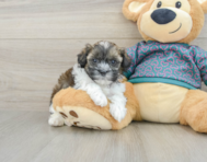 8 week old Shih Poo Puppy For Sale - Simply Southern Pups