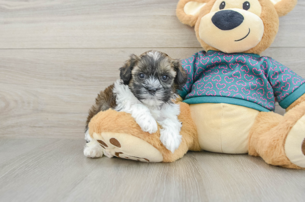 5 week old Shih Poo Puppy For Sale - Simply Southern Pups