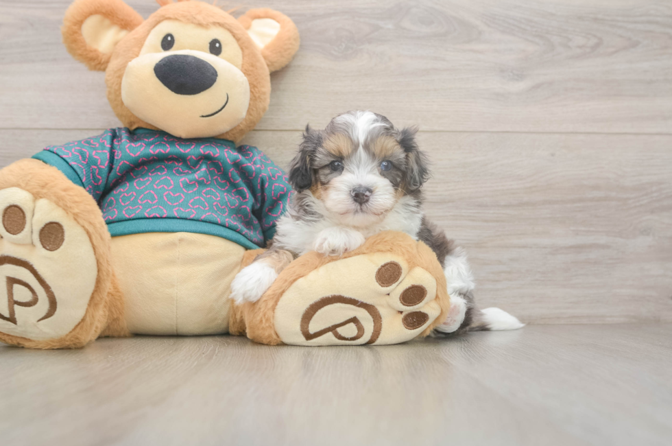 5 week old Shih Poo Puppy For Sale - Simply Southern Pups
