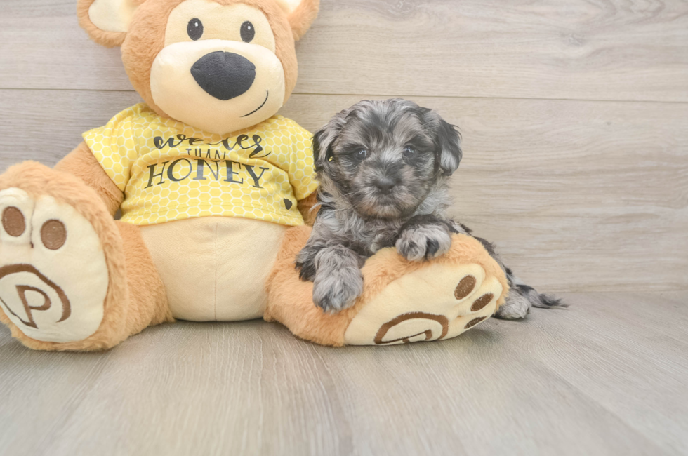 5 week old Shih Poo Puppy For Sale - Simply Southern Pups