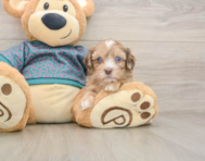 7 week old Shih Poo Puppy For Sale - Simply Southern Pups