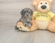 8 week old Shih Poo Puppy For Sale - Simply Southern Pups
