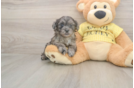 Best Shih Poo Baby