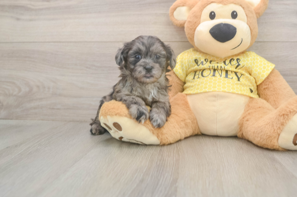 6 week old Shih Poo Puppy For Sale - Simply Southern Pups