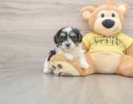 8 week old Shih Poo Puppy For Sale - Simply Southern Pups
