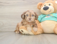 6 week old Shih Poo Puppy For Sale - Simply Southern Pups