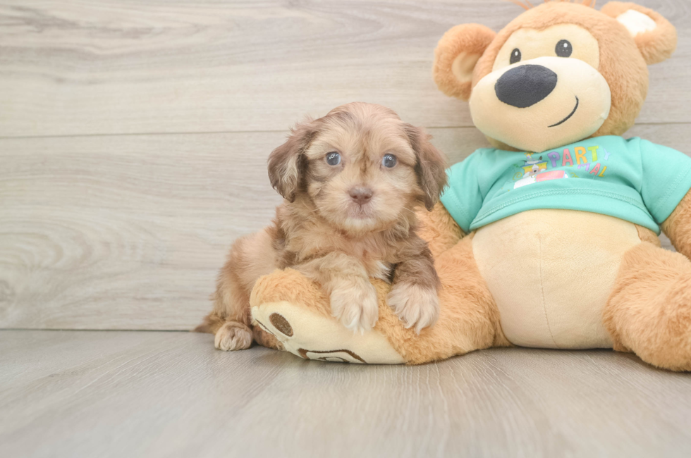 6 week old Shih Poo Puppy For Sale - Simply Southern Pups