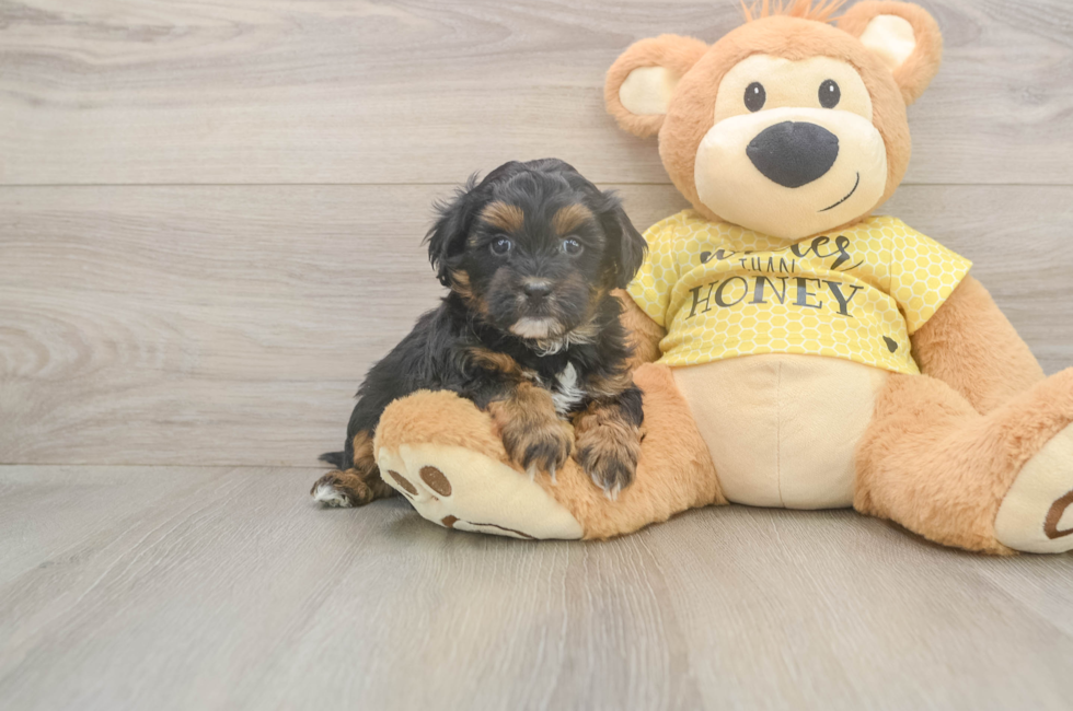 5 week old Shih Poo Puppy For Sale - Simply Southern Pups