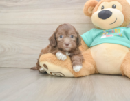 7 week old Shih Poo Puppy For Sale - Simply Southern Pups