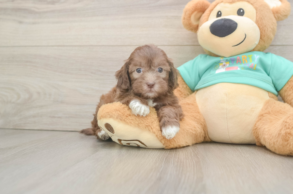 6 week old Shih Poo Puppy For Sale - Simply Southern Pups