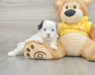 9 week old Shih Poo Puppy For Sale - Simply Southern Pups