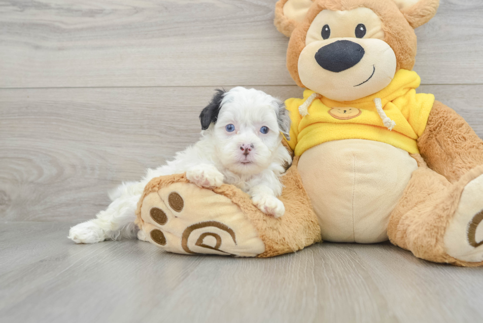 Shih Poo Pup Being Cute