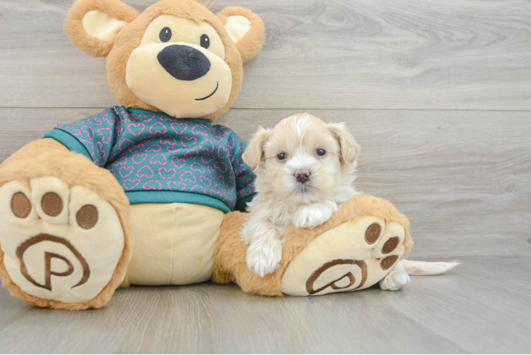 Energetic Shihpoo Poodle Mix Puppy