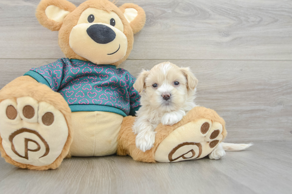 5 week old Shih Poo Puppy For Sale - Simply Southern Pups