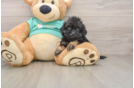 Shih Poo Puppy for Adoption