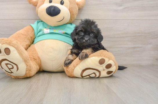Shih Poo Puppy for Adoption