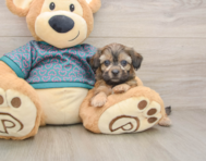 8 week old Shih Poo Puppy For Sale - Simply Southern Pups
