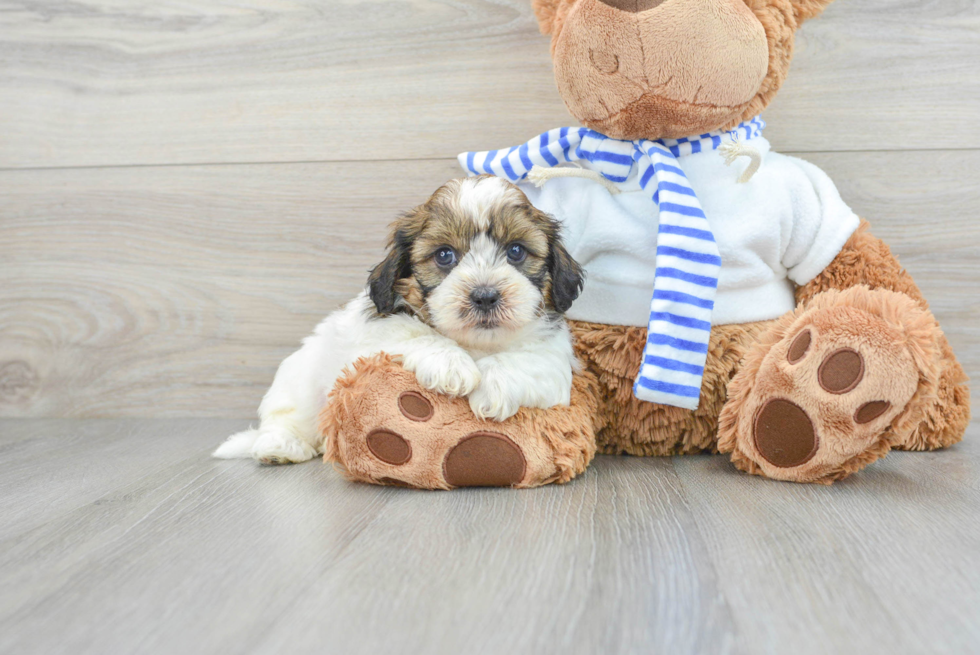 Adorable Shih Poo Poodle Mix Puppy