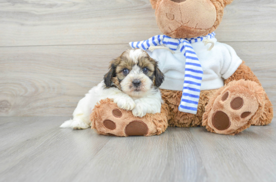 Adorable Shih Poo Poodle Mix Puppy