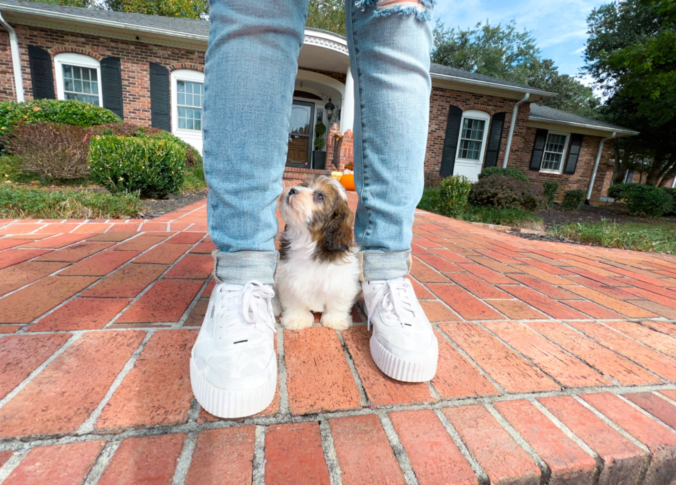 Shih Poo Puppy for Adoption