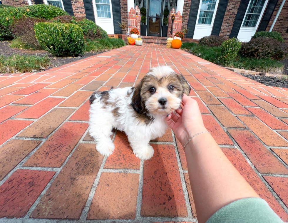 Shih Poo Puppy for Adoption
