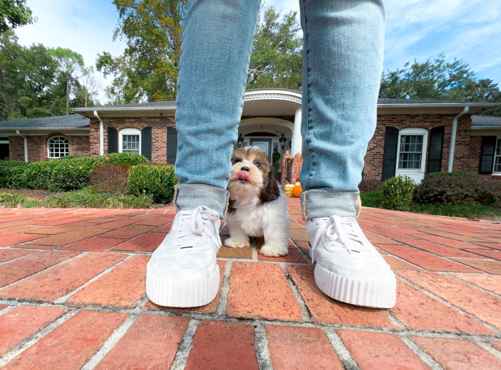 Cute Shih Poo Baby