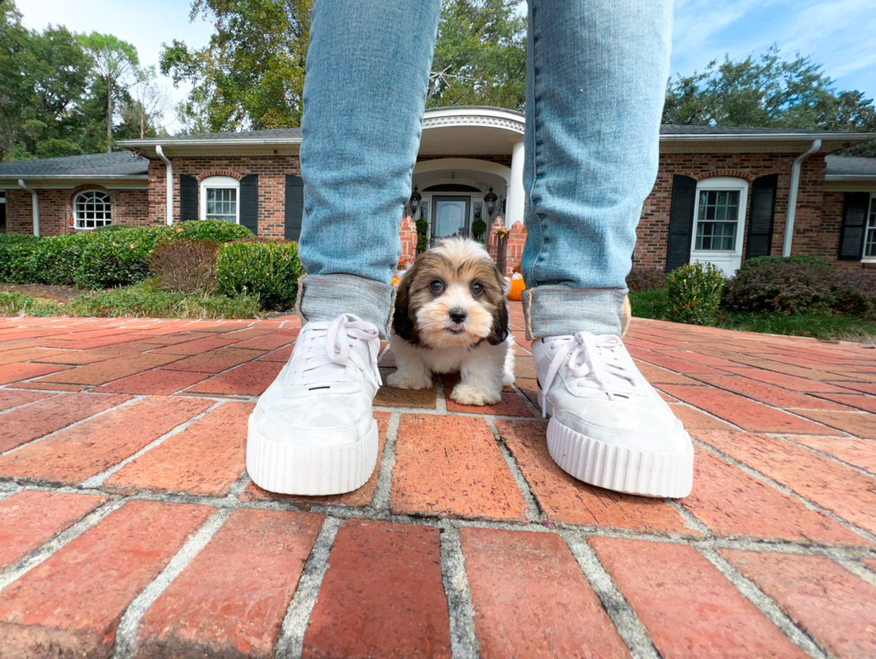 Best Shih Poo Baby