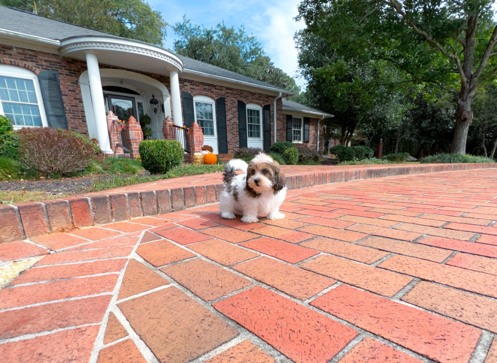 Shih Poo Puppy for Adoption