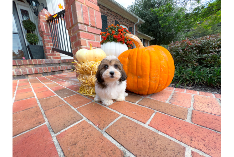 Best Shih Poo Baby