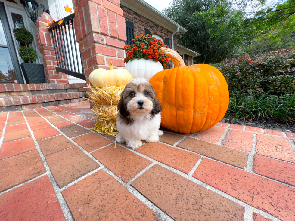 Best Shih Poo Baby