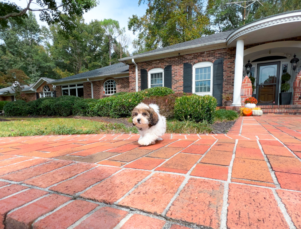 Cute Shih Poo Poodle Mix Puppy