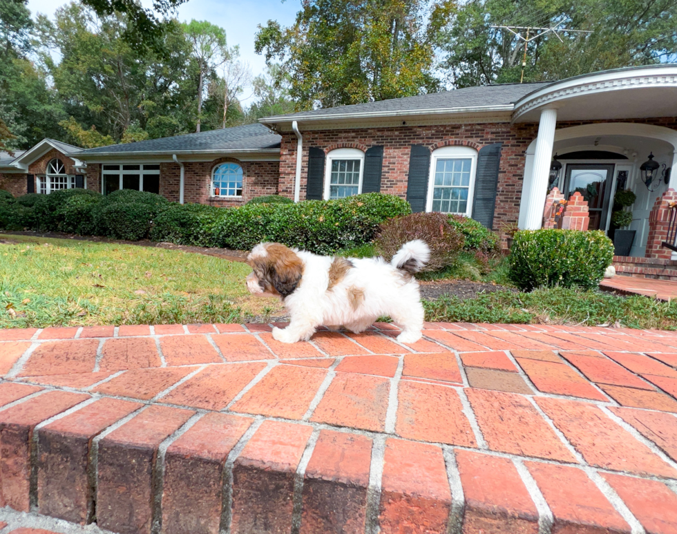 Cute Shihpoo Poodle Mix Puppy