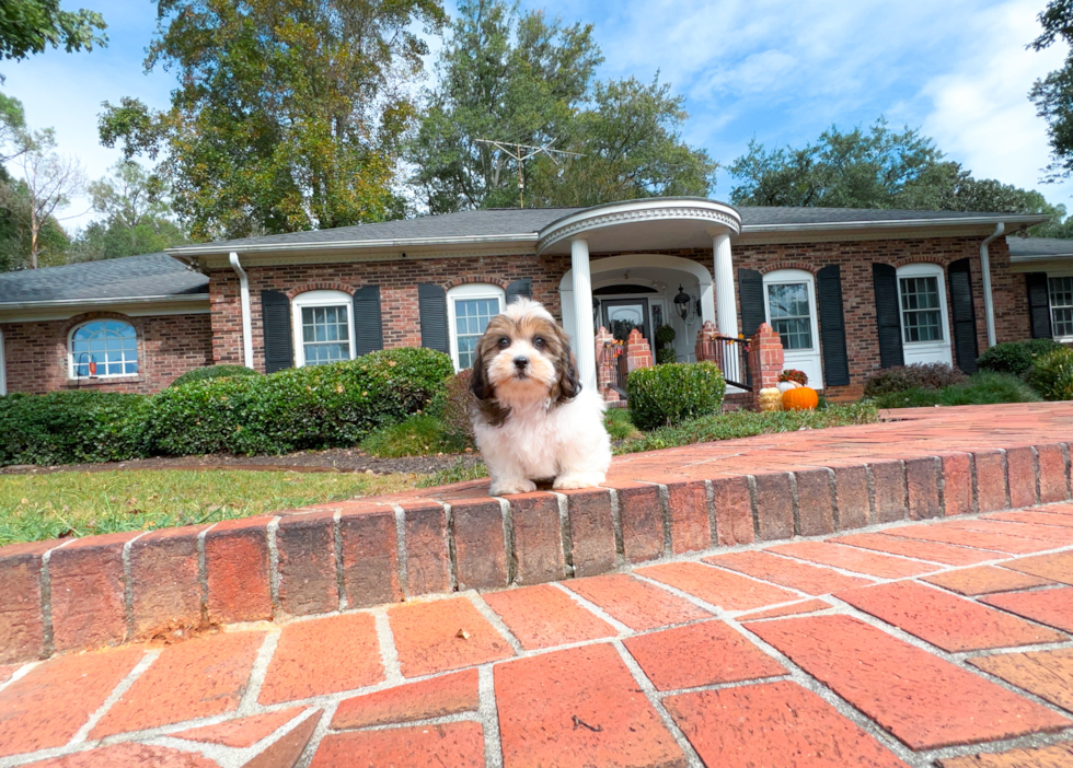 Shih Poo Puppy for Adoption