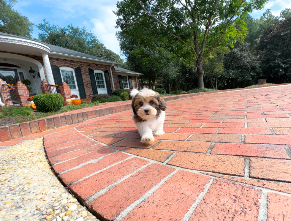 Shih Poo Pup Being Cute