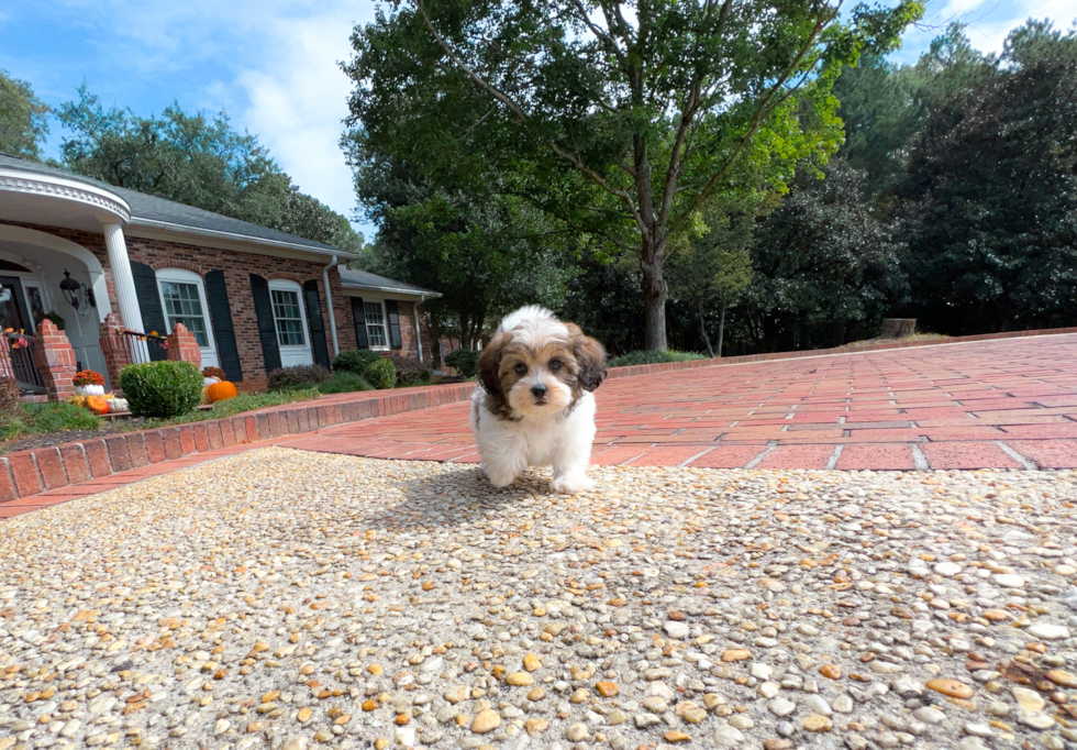 Cute Shih Poo Poodle Mix Puppy