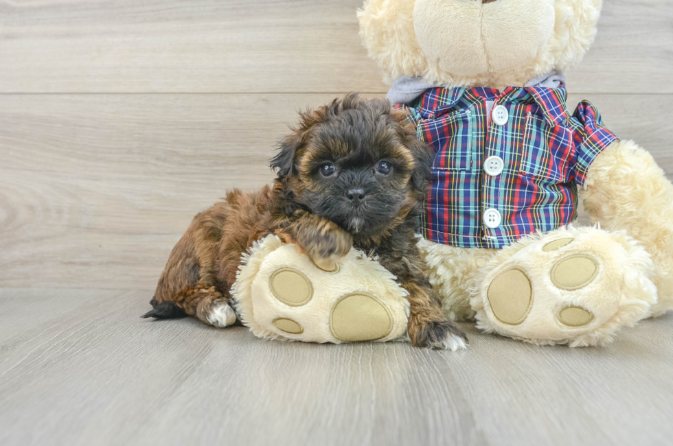 6 week old Shih Poo Puppy For Sale - Simply Southern Pups