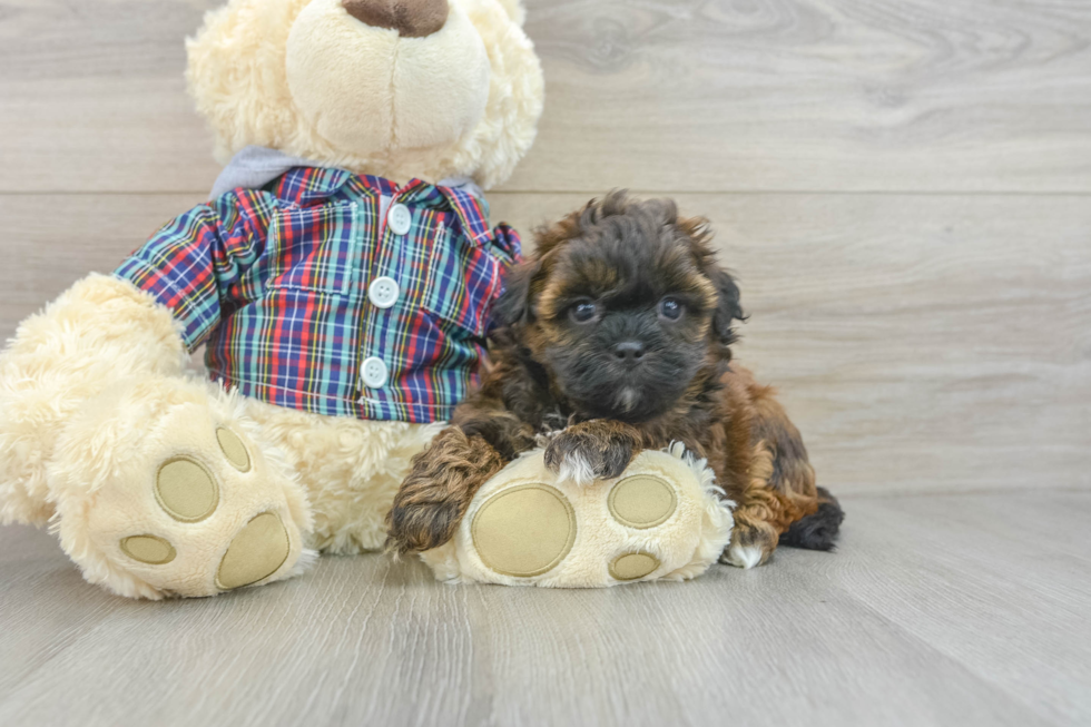 Fluffy Shih Poo Poodle Mix Pup